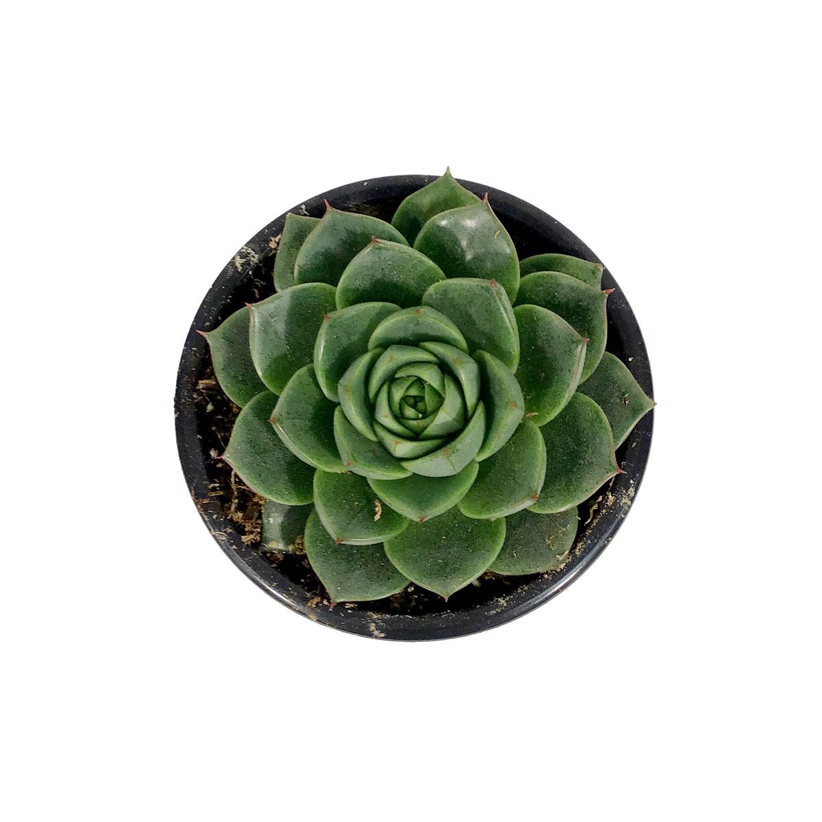 Succulent, 3.5in, Echeveria Gilva Green