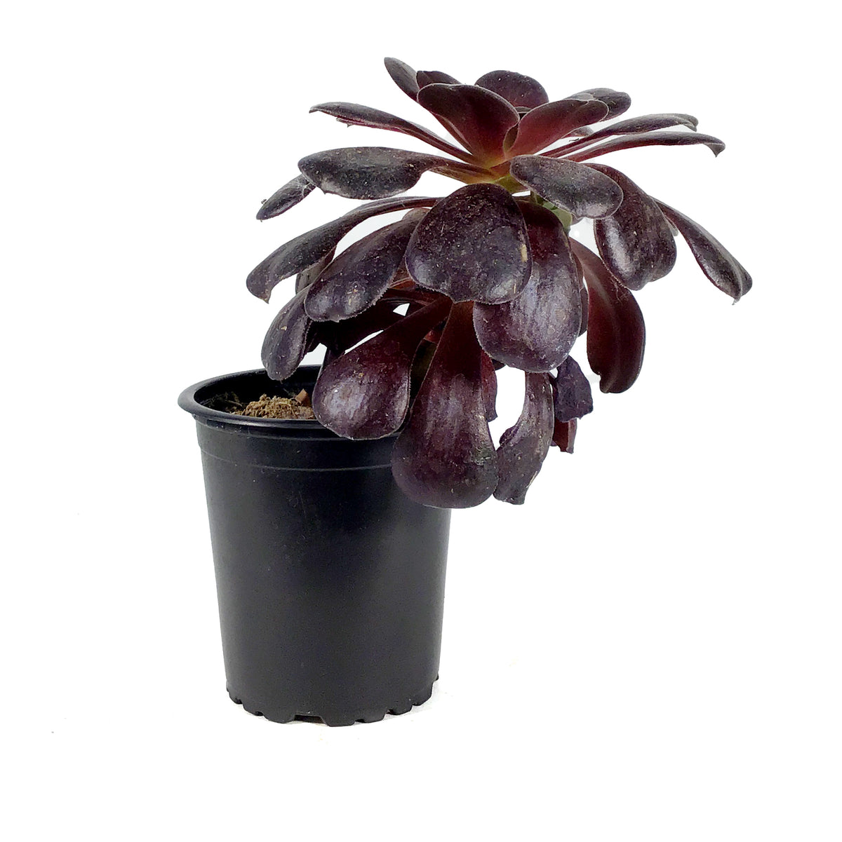 Succulent, 3.5in, Aeonium Velour