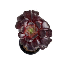 Load image into Gallery viewer, Succulent, 3.5in, Aeonium Velour
