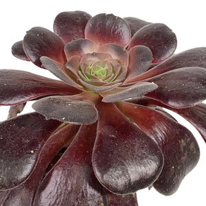 Succulent, 3.5in, Aeonium Velour