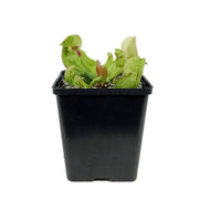 Sarracenia, 5in, Purpurea Venosa