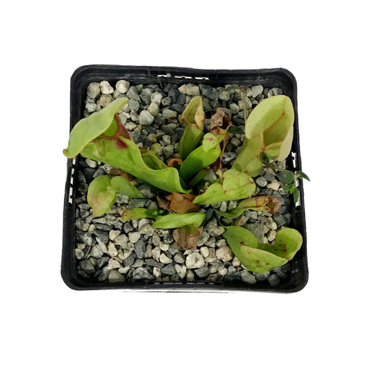 Sarracenia, 5in, Purpurea Venosa