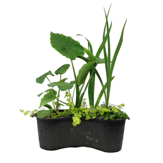 Aquabasket Planter Deluxe, 20in, Alocasia