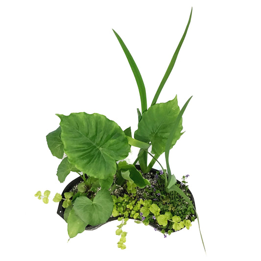 Aquabasket Planter Deluxe, 20in, Alocasia