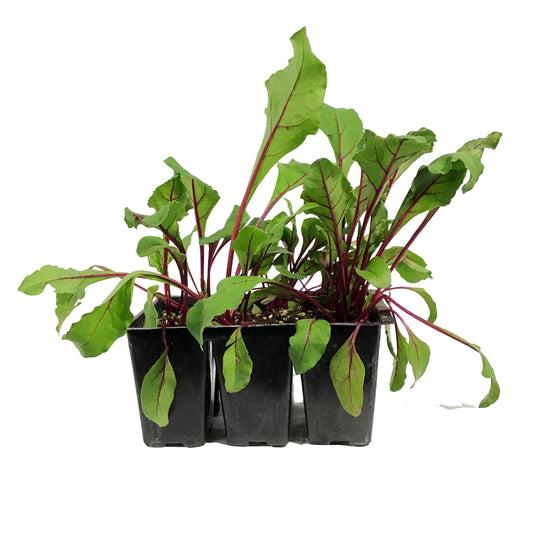 Vegetable, 6pk, Beets