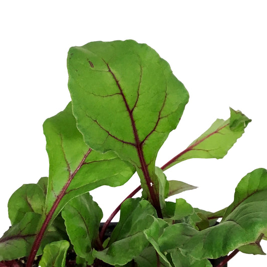Vegetable, 6pk, Beets