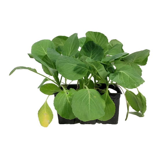 Vegetable, 6pk, Cabbage