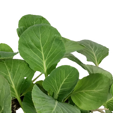Vegetable, 6pk, Cabbage