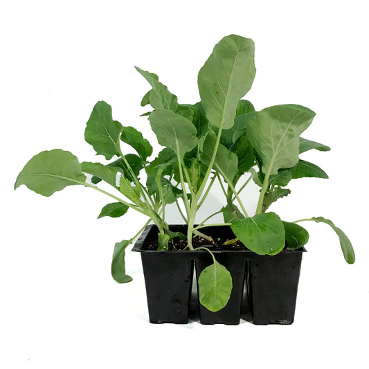 Vegetable, 6pk, Cauliflower