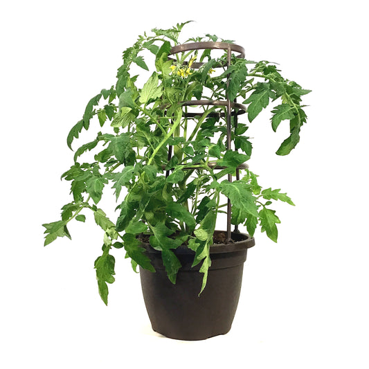 Vegetable, 10in, Tomato w/ Cage