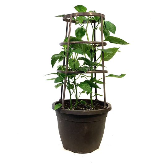 Vegetable, 10in, Pepper w/ Cage