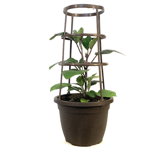 Vegetable, 10in, Eggplant w/ Cage