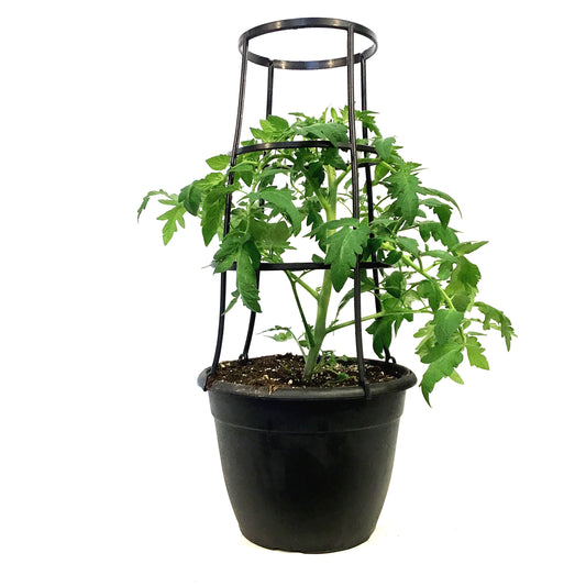 Vegetable, 12in, Tomato w/ Cage