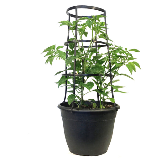 Vegetable, 12in, Pepper w/ Cage