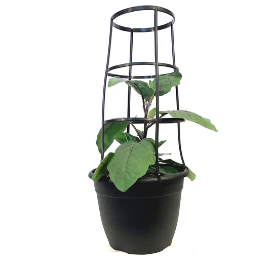 Vegetable, 12in, Eggplant w/ Cage