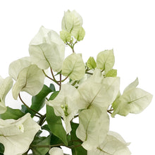 Load image into Gallery viewer, Bougainvillea, 6in, Assorted Colours
