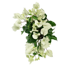 Load image into Gallery viewer, Bougainvillea, 6in, Assorted Colours
