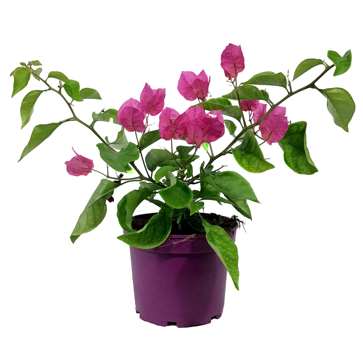 Bougainvillea, 6in, Assorted Colours