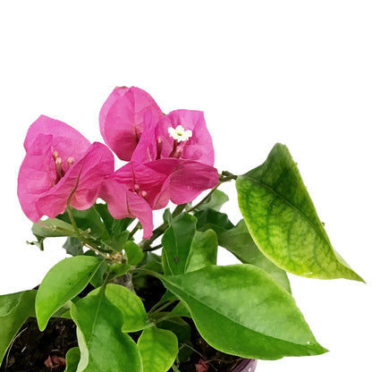 Bougainvillea, 6in, Assorted Colours