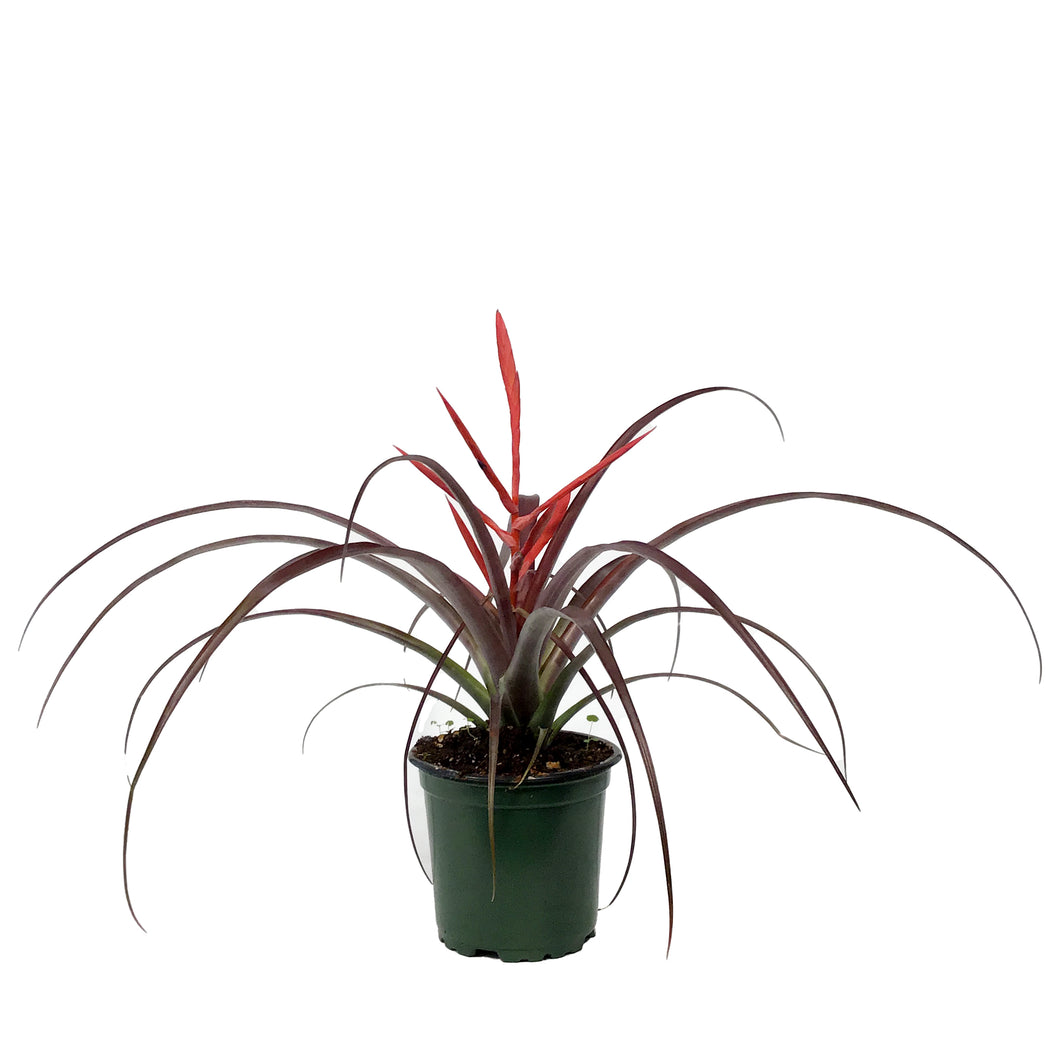 Tillandsia, 4in, Spirit