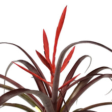 Load image into Gallery viewer, Tillandsia, 4in, Spirit
