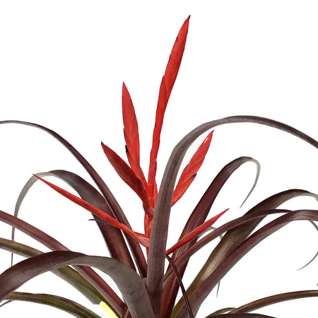 Tillandsia, 4in, Spirit