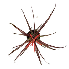 Load image into Gallery viewer, Tillandsia, 4in, Spirit
