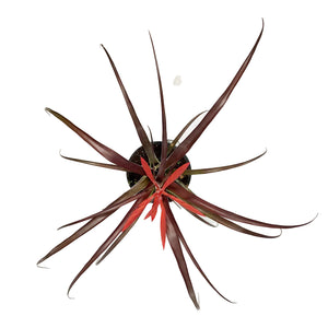 Tillandsia, 4in, Spirit