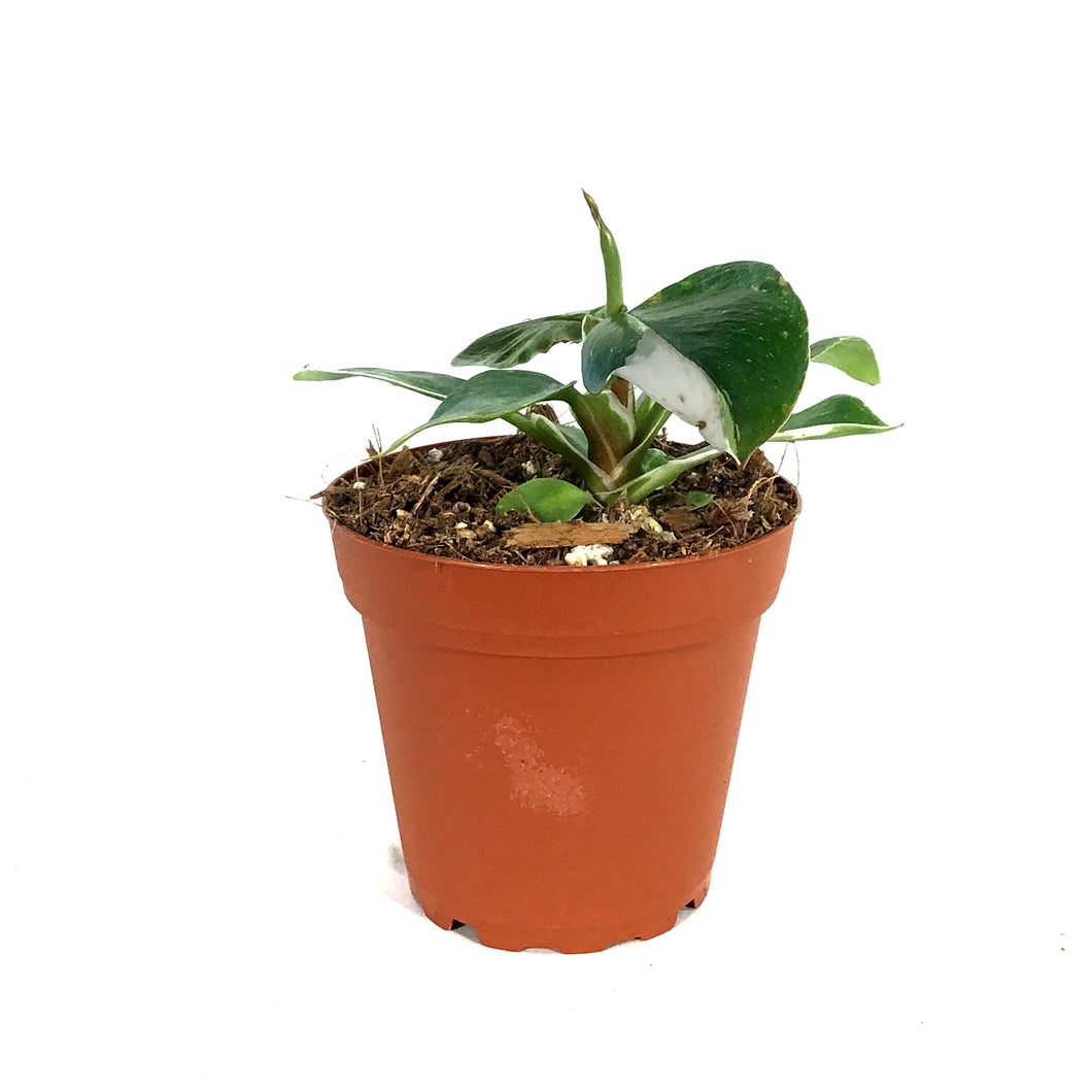 Philodendron, 4in, White Knight