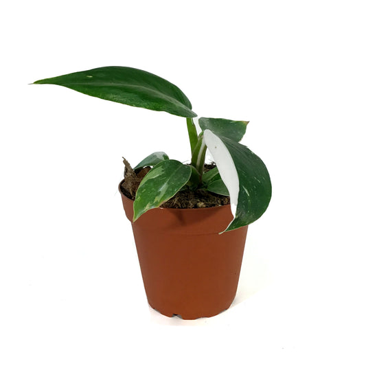 Philodendron, 4in, White Princess