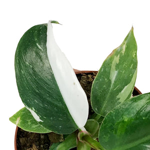 Philodendron, 4in, White Princess