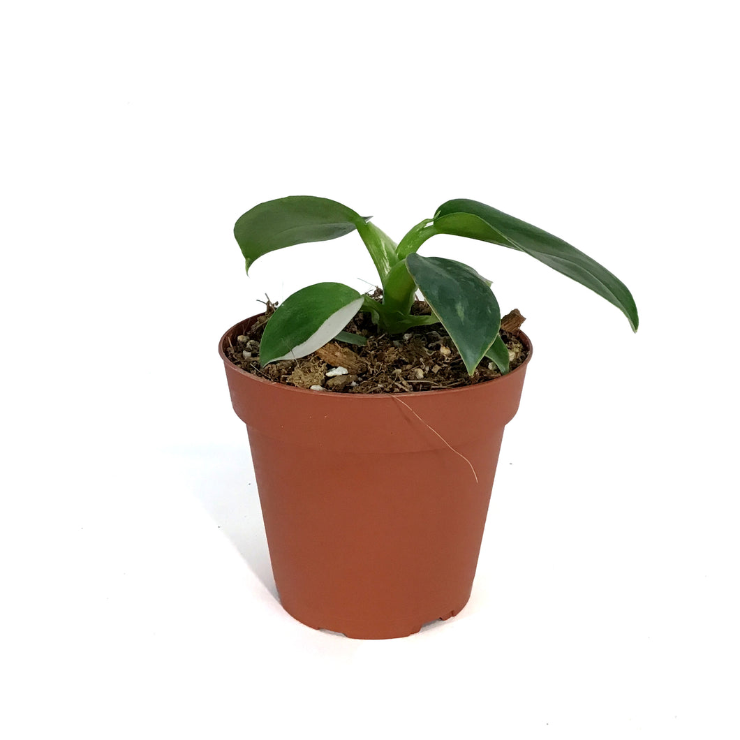 Philodendron, 4in, White Wizard