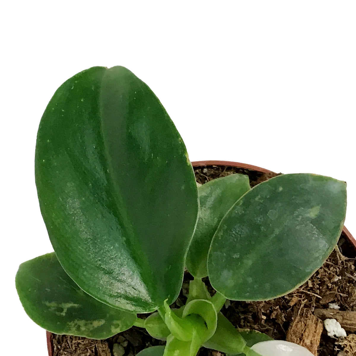 Philodendron, 4in, White Wizard