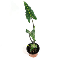 Load image into Gallery viewer, Alocasia, 6in, Sarian
