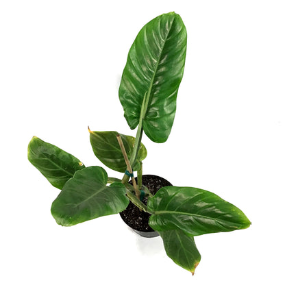 Philodendron, 6in, Subhastatum