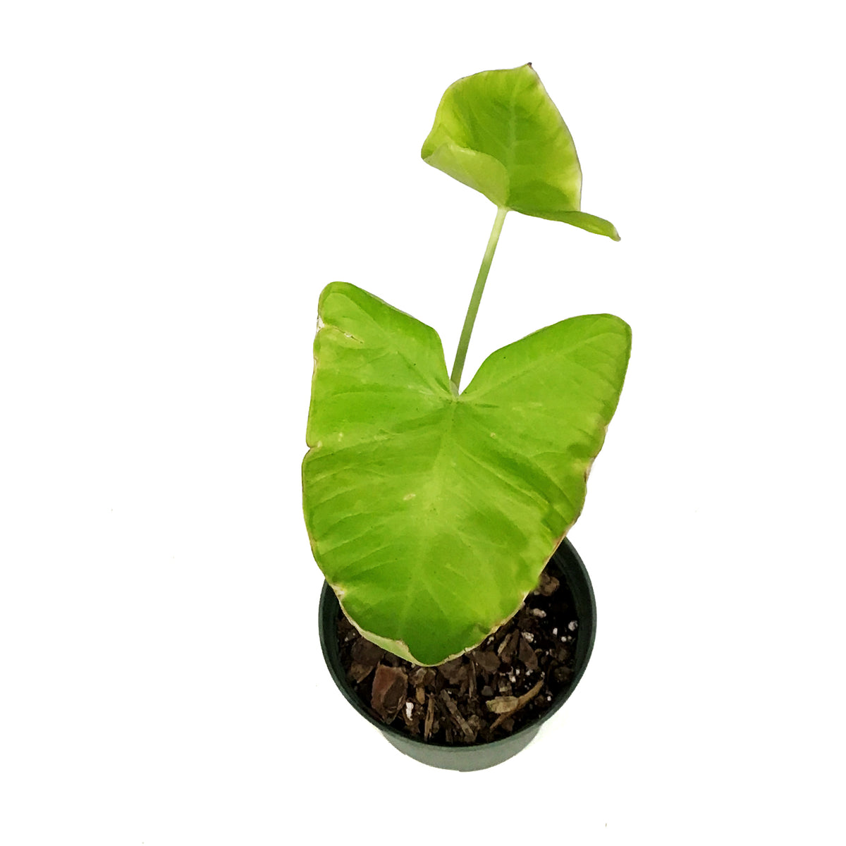 Xanthosoma, 6in, Aurea Lime Zinger