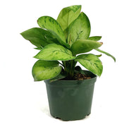 Homalomena, 6in, Selby