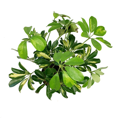 Schefflera, 6in, Arboricola Gold Capella