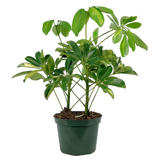 Schefflera, 6in, Arboricola Gold Capella