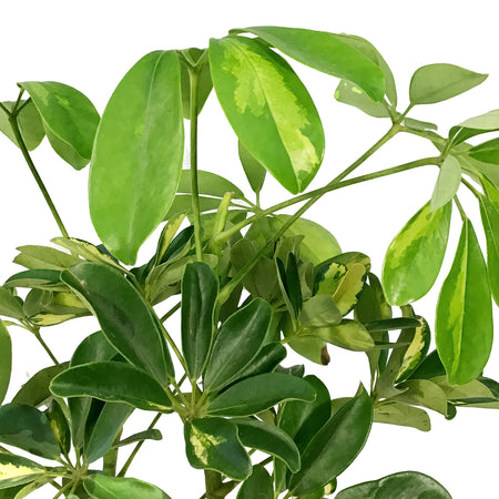 Schefflera, 6in, Arboricola Gold Capella