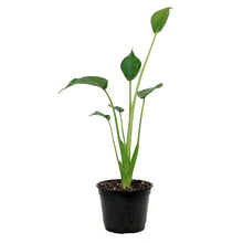 Load image into Gallery viewer, Alocasia, 6in, Tiny Dancer
