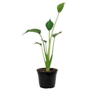Alocasia, 6in, Tiny Dancer