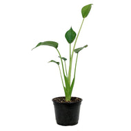 Alocasia, 6in, Tiny Dancer