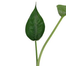 Load image into Gallery viewer, Alocasia, 6in, Tiny Dancer

