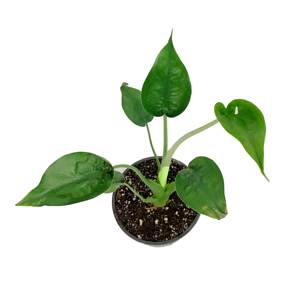 Alocasia, 6in, Tiny Dancer