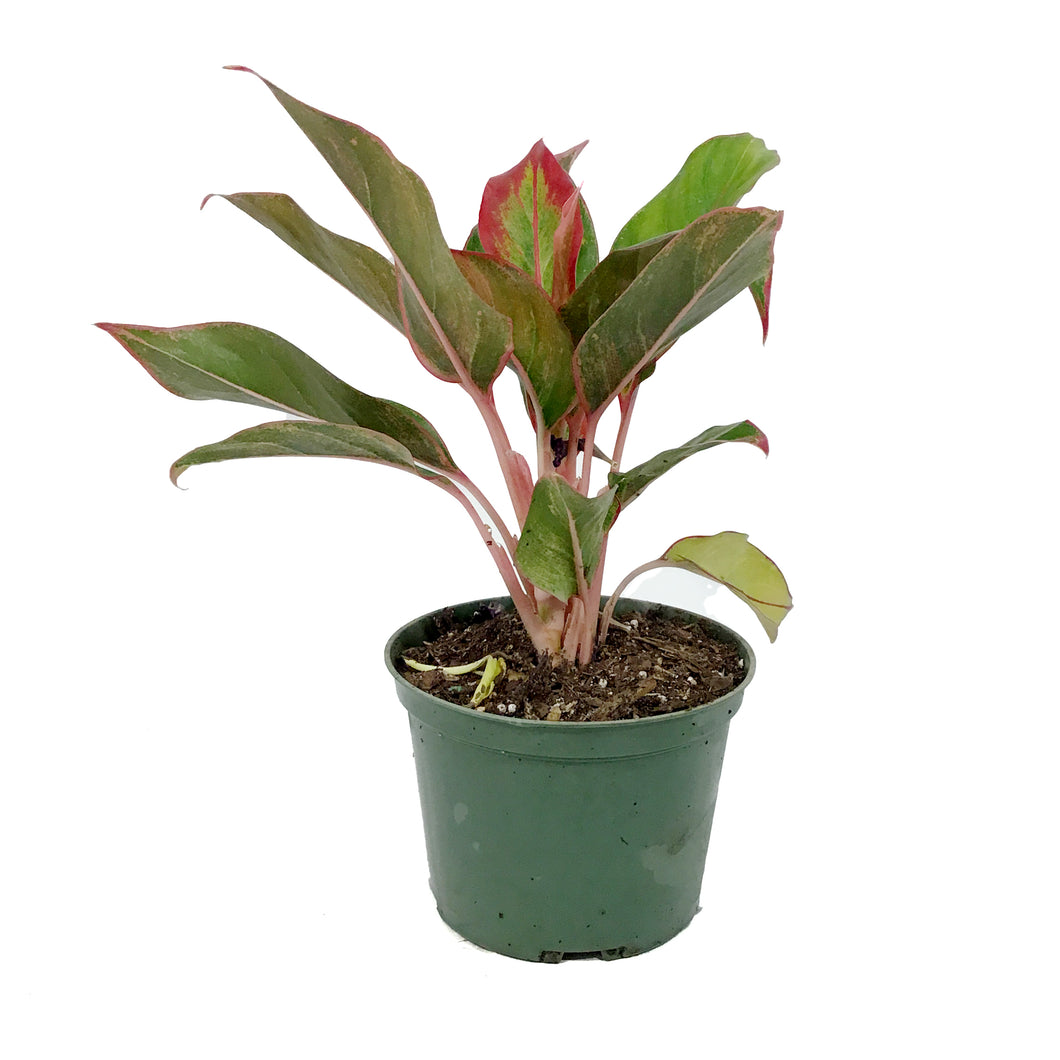 aglaonema jasper jones Aglaonema, 6in, Jasper Jones – Floral Acres Greenhouse & Garden Centre