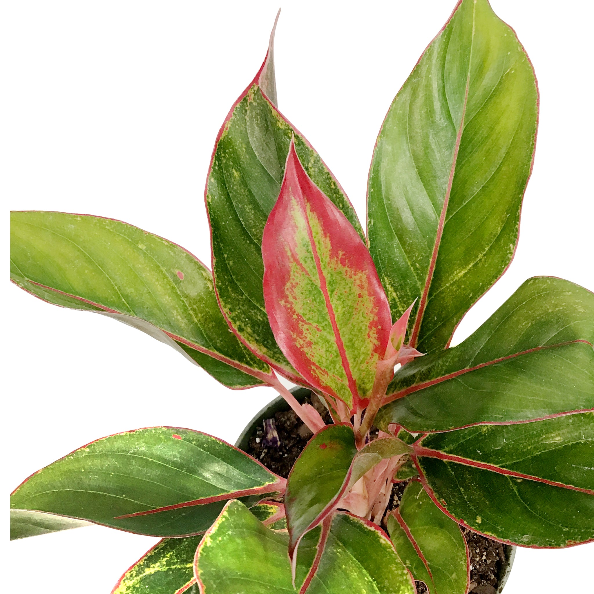 aglaonema jasper jones Aglaonema, 6in, Jasper Jones – Floral Acres Greenhouse & Garden Centre