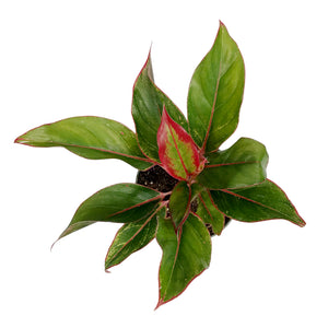Aglaonema, 6in, Jasper Jones