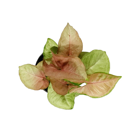 Syngonium, 4in, Neon Robusta
