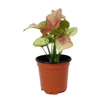 Syngonium, 4in, Neon Robusta